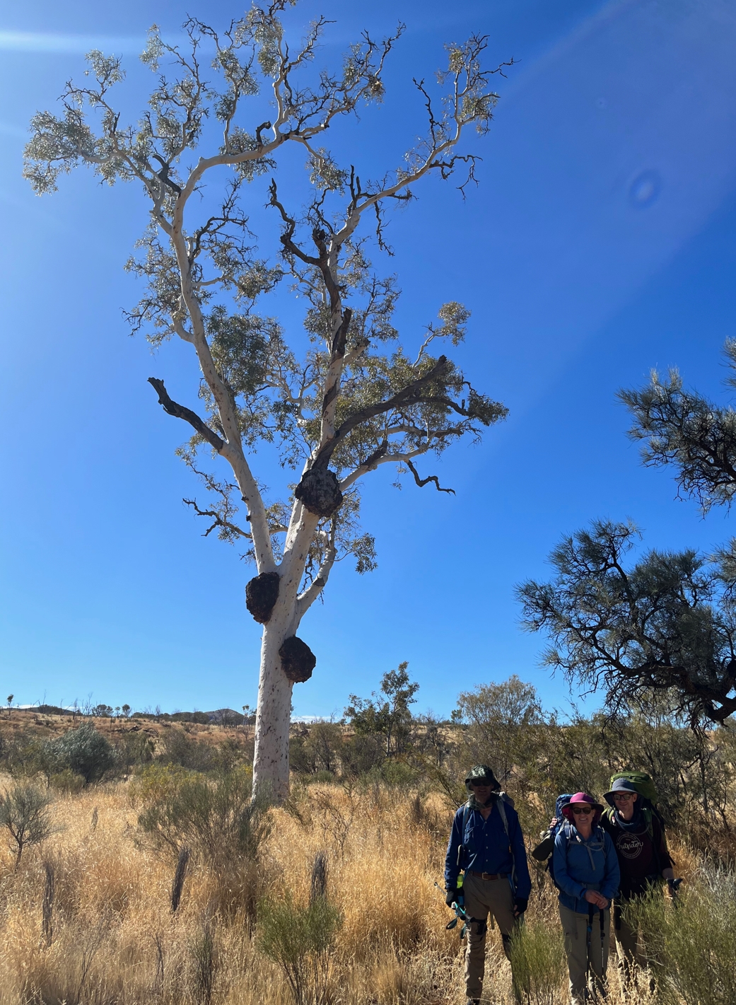 The burled ghost gum at Ghost Gum Flat.